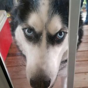 Meet your Posher, Jean